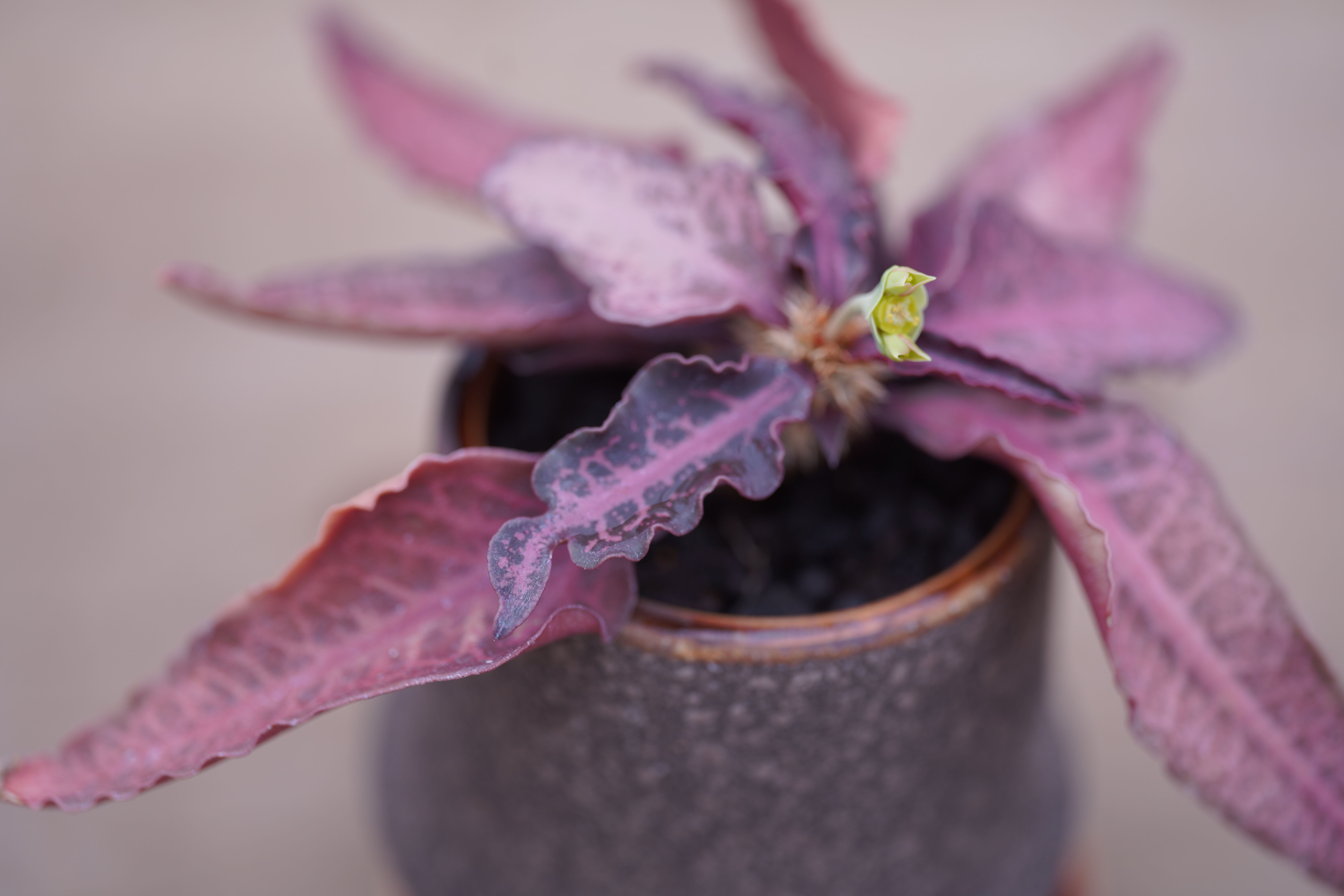 ユーフォルビア フランコイシー Euphorbia francoisii | mana's f