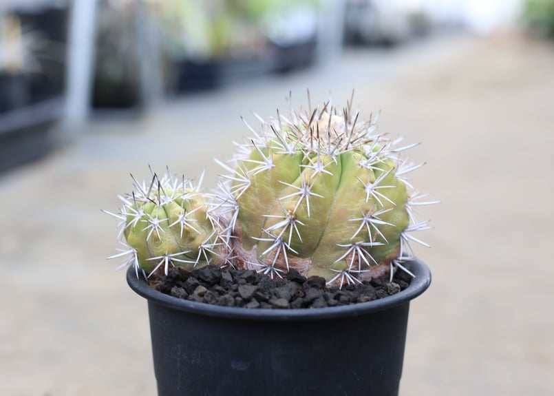 コピアポア 豪槍丸 マレッティアーナ | mana's farm:塊根植物・アガベ