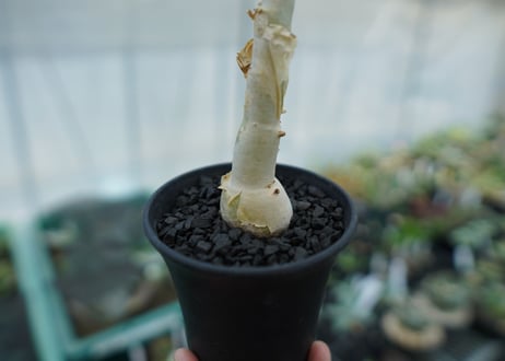 キフォステンマ　ユッタエ　Cyphostemma juttae No.2