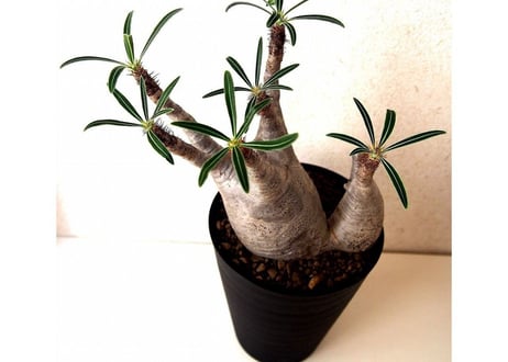 Pachypodium Gracilius パキポディウムグラキリウス