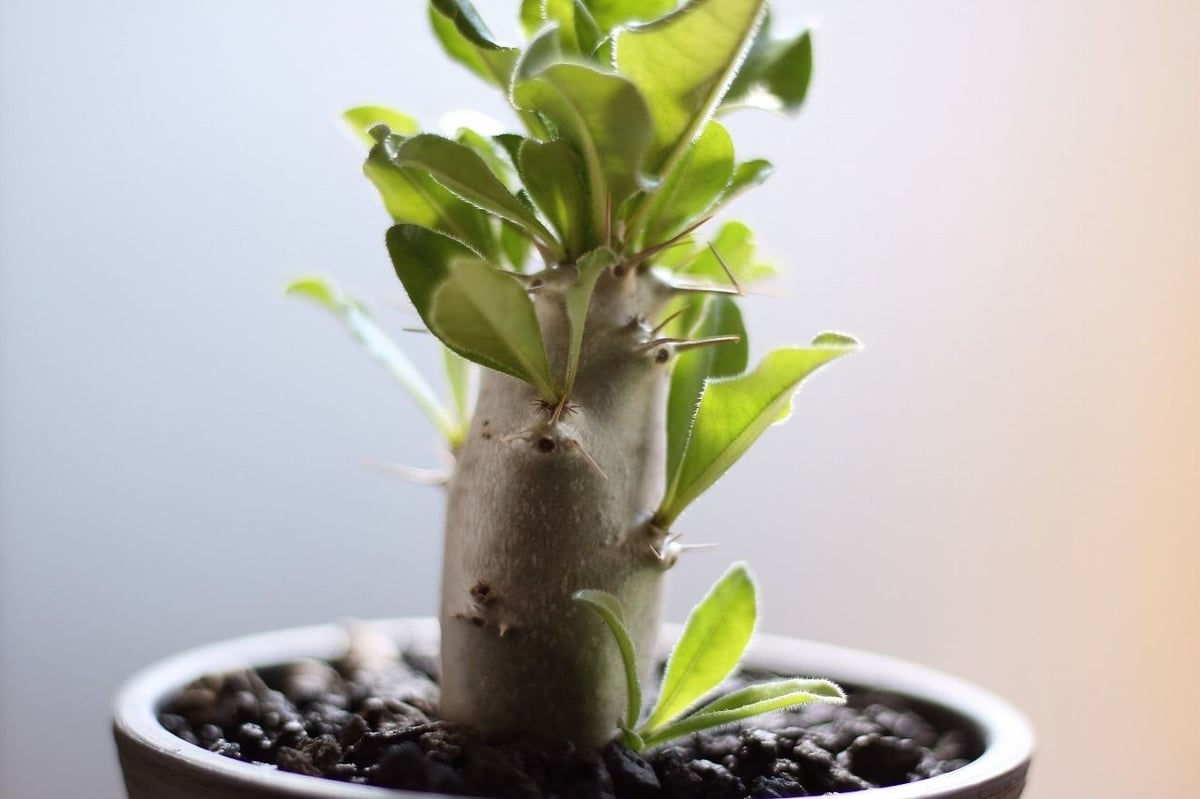 中型 パキポディウム レアリー　発根済み 中型 パキポディウム レアリー 発根済み 中型 パキポディウム