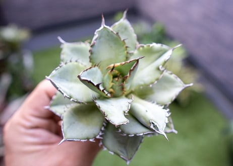Agave titanota Flligree NO.3