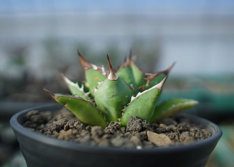 アガベ　チタノタ　剣竜　agave titanota kenryu　A4