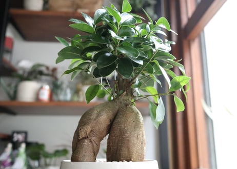 これ一つでインテリアがグッとお洒落に＊多肉植物サボテン3点ＳＥＴ