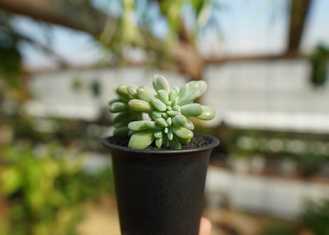 グラプトペタルム　エクスパトリカ