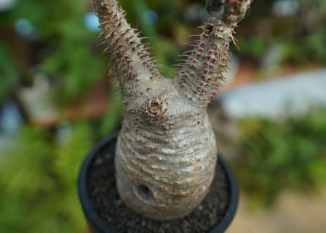 【発根管理中】パキポディウム　グラキリス　 Pachypodium Gracilius  No.6