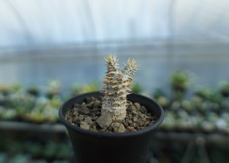 パキポディウム　伊藤ハイブリッド　Pachypodium 'Itoh Hybrid'  No.1