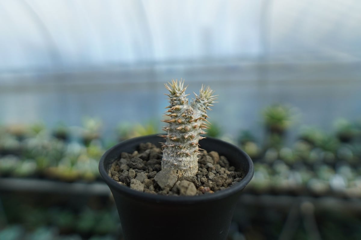 パキポディウム 伊藤ハイブリッド Pachypodium 'Itoh Hybrid' No.