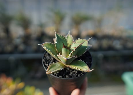 アガベ　チタノタ　FO-76 Agave titanota FO-76  No.3