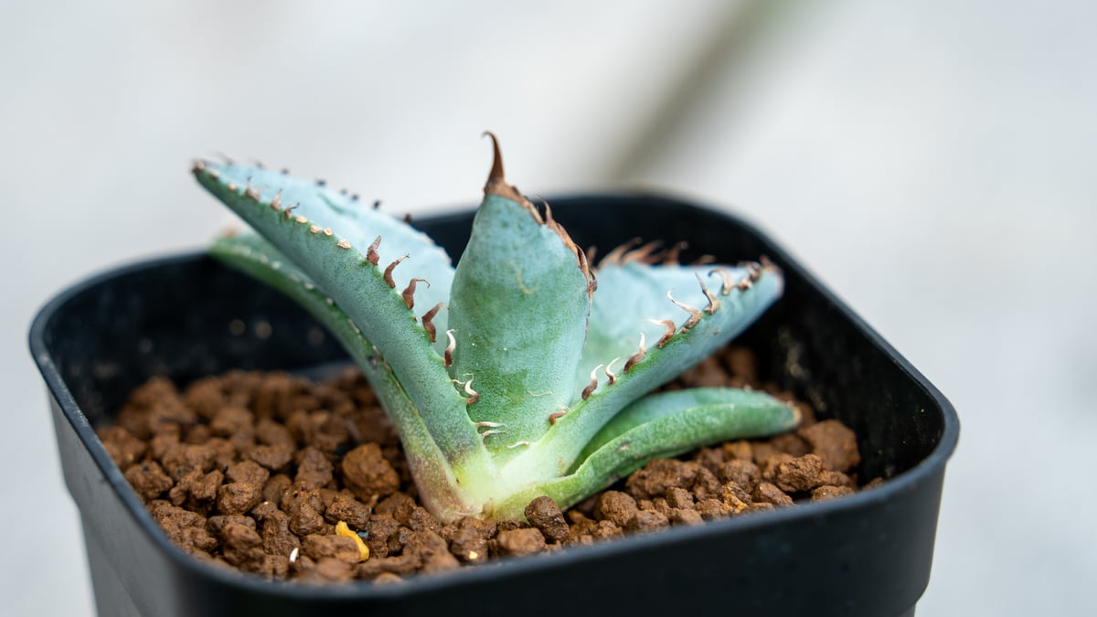 アガベ ライオンズメーン | mana's farm:塊根植物・アガベ・ドライ