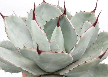 Agave parryi var truncata Huntington  №1