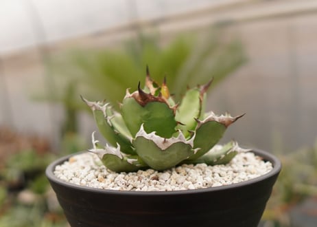 アガベ　titanota  dwarf　No.4