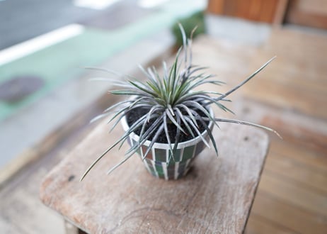 CATEGORY ディッキア | mana's farm:塊根植物・アガベ・ドライガーデン