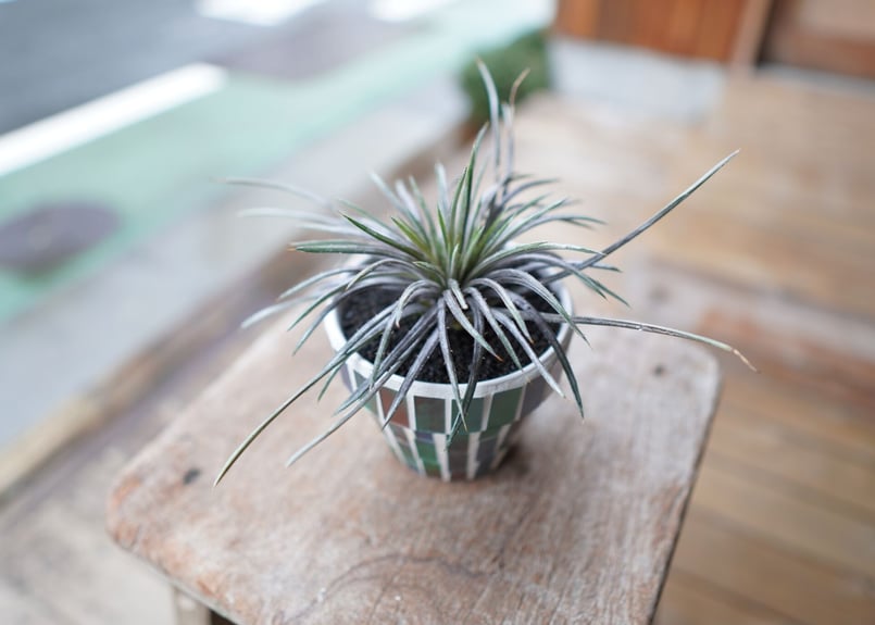 ディッキア コリスタミネア Dyckia choristaminea | mana's far