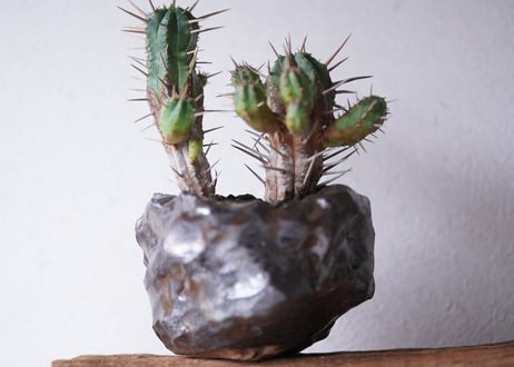 Euphorbia Ferox