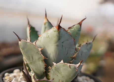 Agave titanota 'black and blue'　子株付き　No.3
