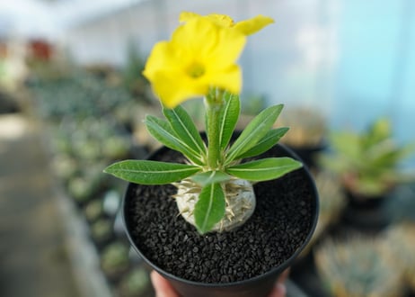 パキポディウム　恵比寿大黒　Pachypodium Densicaule　No.2