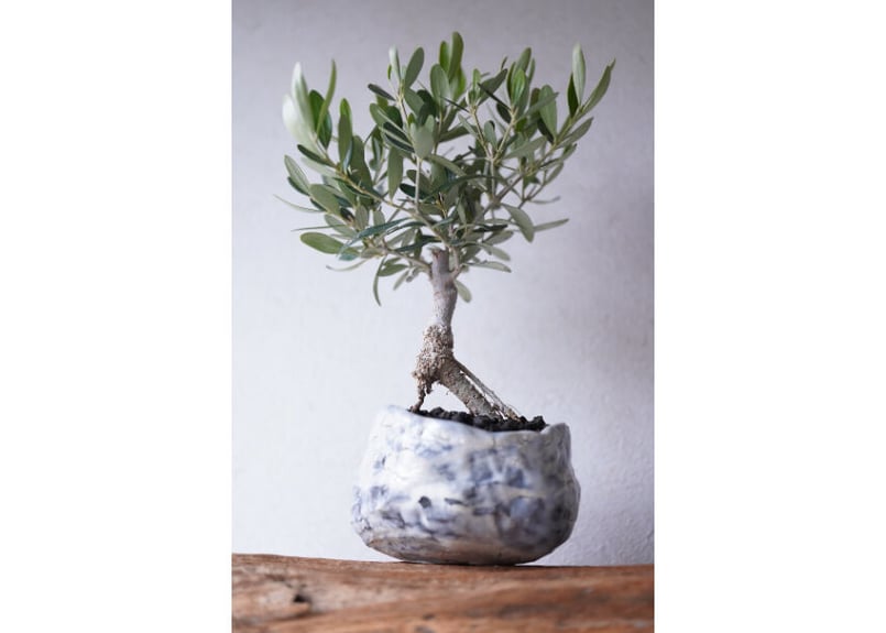 Olive Bonsai | mana's farm:塊根植物・アガベ・ドライガーデン植物販売