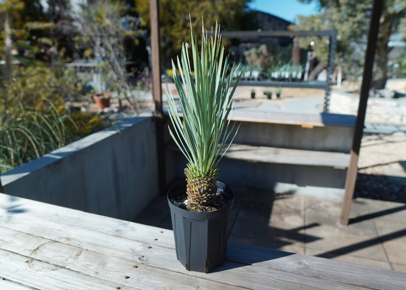 ユッカ ロストラータ | mana's farm:塊根植物・アガベ・ドライガーデン