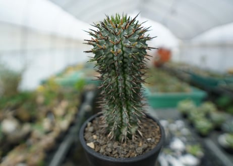 ユーフォルビア　ゼブラホリダ　Euphorbia horrida var. zebrina