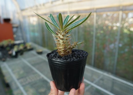 パキポディウム　カクチぺス　Pachypodium cactipes  No.2