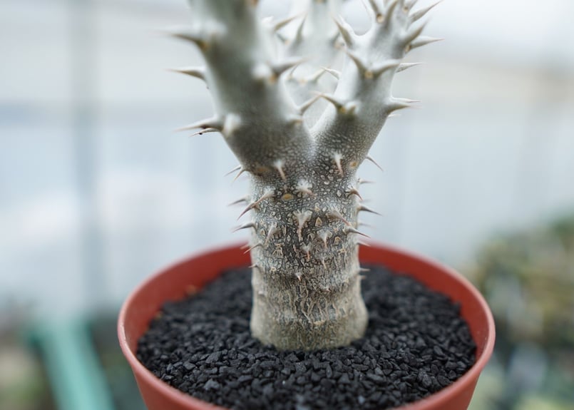 パキポディウム デンシフローラム Pachypodium densiflorum No.8 |