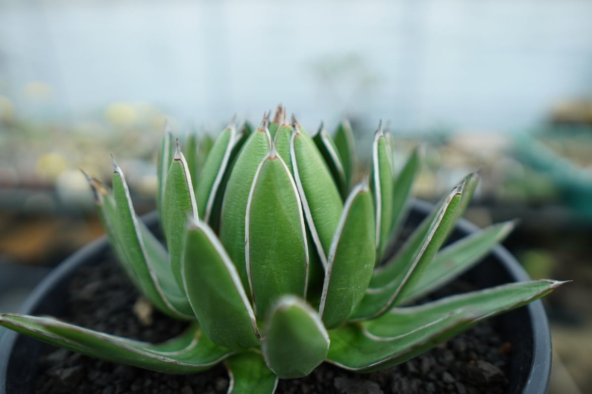 アガベ 雪嶺 fit=scale-down,w=1200