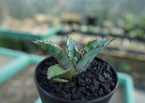 アガベ　チタノタ　 ブラックアンドブルー 　Agave titanota black and blue　No.9