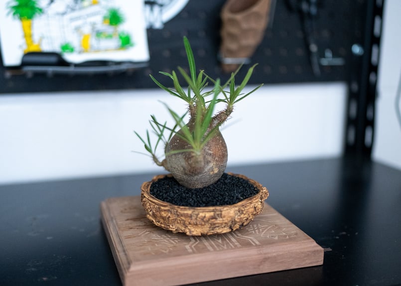 パキポディウム グラキリス 沖縄管理株 | mana's farm:塊根植物