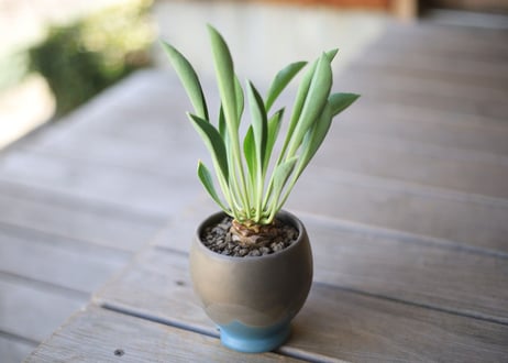 鉄甲丸　Euphorbia bupleurifolia