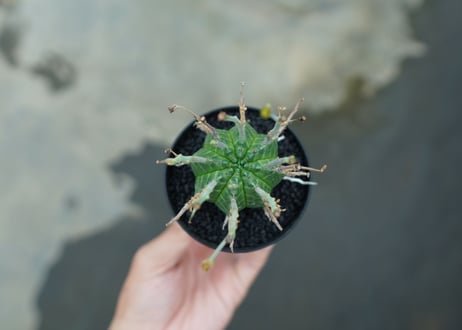 ユーフォルビア　バリダ　Euphorbia valida　No.4