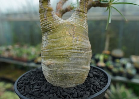 パキポディウム　グラキリス　 Pachypodium Gracilius  No.1