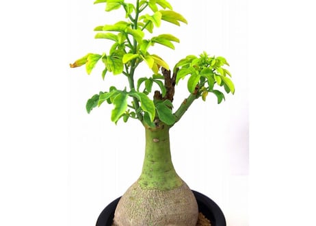 Adenia glauca 　アデニア グラウカ　幻蝶かずら