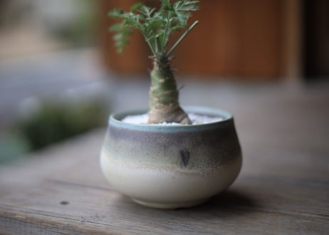ぺラルゴ二ウム　カルノーサム　Pelargonium carnosum