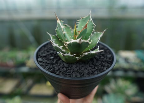 アガベ　チタノタ　FO-76　agave titanota  FO-76　No.4