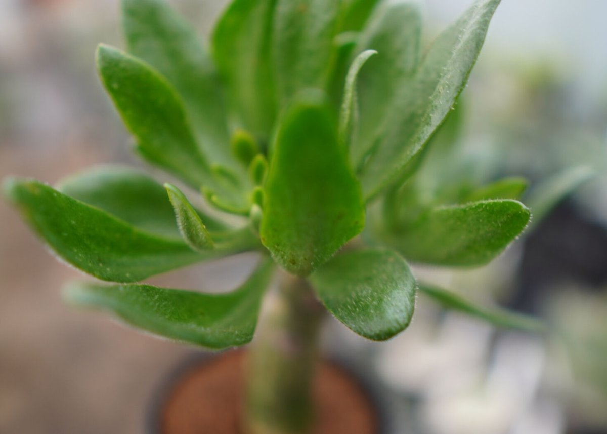 絶好調　チレコドン　パニクラツム　阿房宮　塊根植物　観葉植物　観葉植物　観葉植物　塊根植物　多肉植物　ビザールプランツ　レアプランツ　ガーデニング　植物　グリーン　趣味　盆栽　葉　花　庭　草　インテリア　おしゃれ　飾り　園芸　　塊根植物　多肉植物　ビザールプランツ　レアプランツ　ガーデニング　植物　グリーン　趣味　盆栽　葉　花　庭　草 チレコドン パニクラータス パニキュラツス 阿房宮 大株 冬型塊根植物
