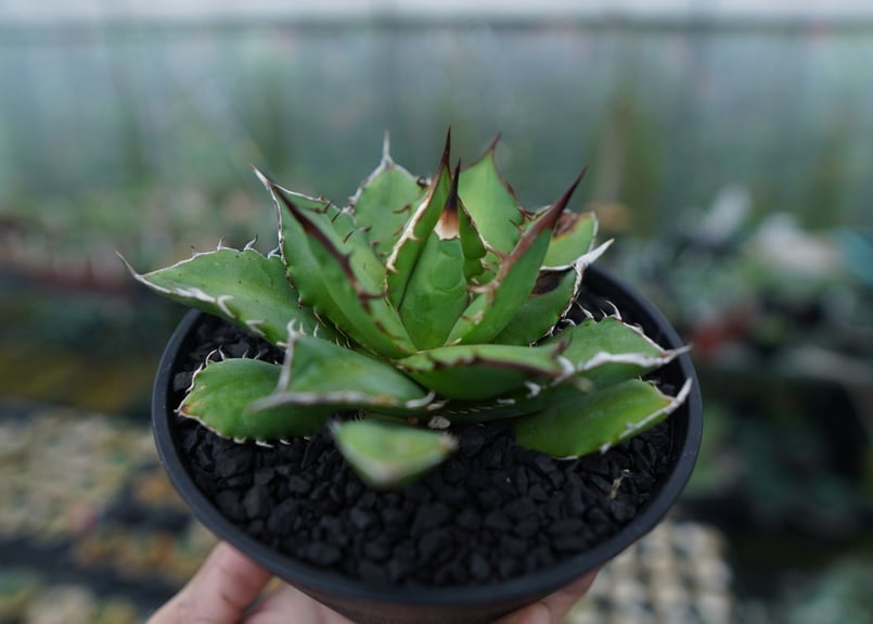 アガベ チタノタ Agave titanota No.4 | mana's farm:塊根植物