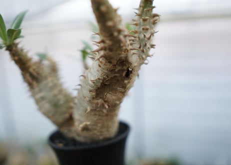 パキポディウム　デンシフローラム　Pachypodium densiflorum　No.4