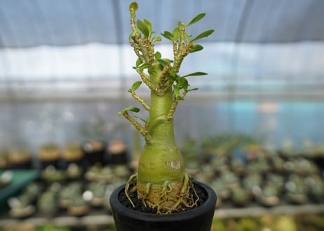 アデニウム　Adenium　No.19