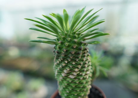ユーフォルビア　ソテツキリン "パイナップルコーン"　Euphorbia sotetsukirin  No.3