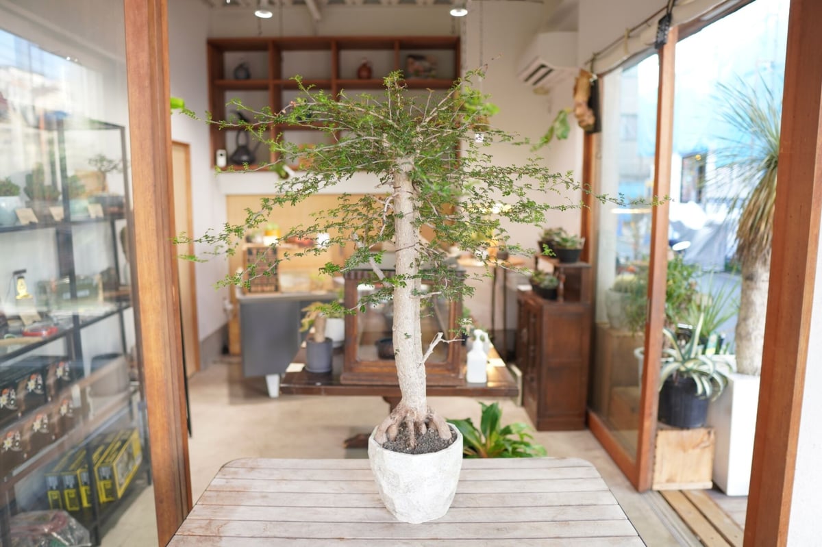 オペルクリカリア デカリー Operculicarya decaryi | mana's fa