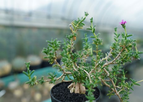 トリコディアデマ　SP　Trichodiadema densum  SP