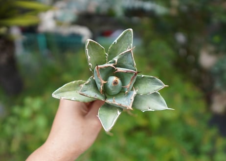 Agave titanota 白鯨 A NO.5
