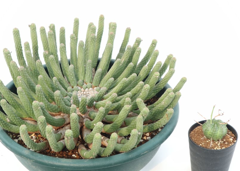 ユーフォルビア エスクレンタ | mana's farm:塊根植物・アガベ・ドライ