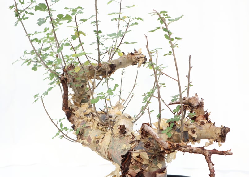 コミフォラ カタフ ターカネンシス コミフォラ：カタフ ターカネンシス