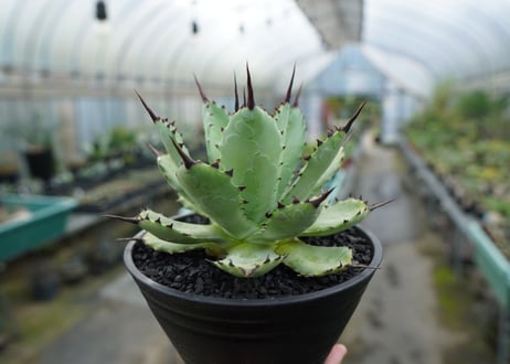 アガベ　マクロアカンサ×ポタトラム　 Agave macroacantha×potatorum