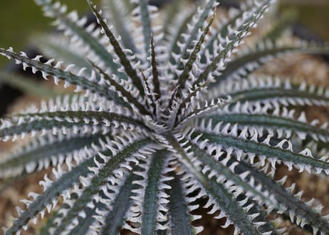 Dyckia Phoenix
