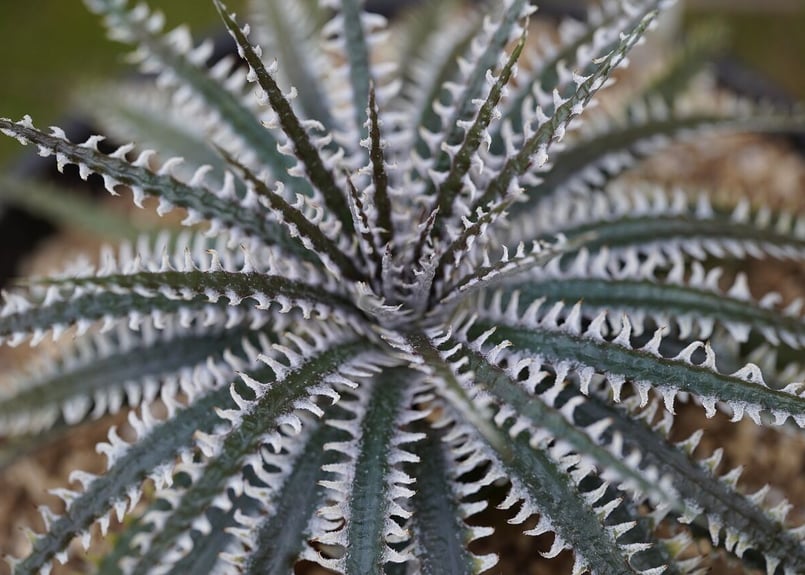 その他多肉植物 Dyckia FXX ディッキア成長記録：Dyckia 'Bone' x
