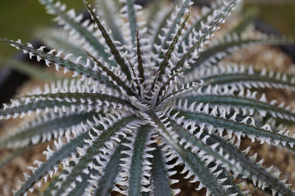 Dyckia Phoenix | mana's farm:塊根植物・アガベ・ドライガーデン植物