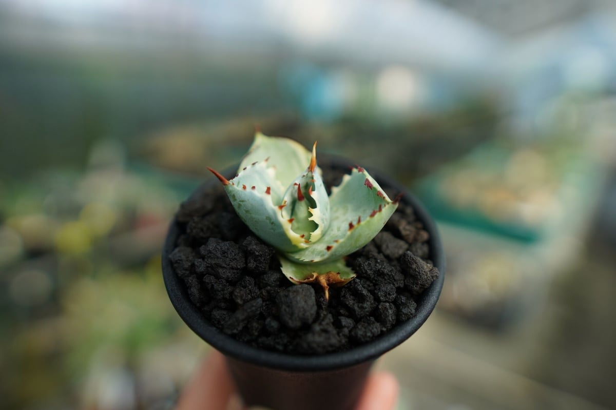 アガベ CJ 特選兜蟹 Agave isthmensis イシスメンシス アガベ 兜蟹錦 Agave isthmensis “Kabutogani” variegata